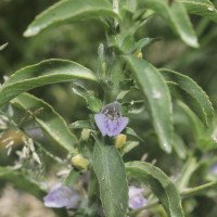 Hygrophila balsamica (L.f.) Raf.